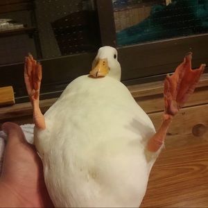 Meet your Posher, Calla